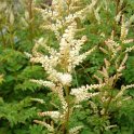 Aruncus aethusifolius